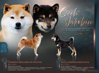 Shiba