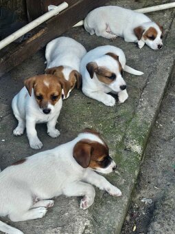 Štěňata Jack Russell teriér