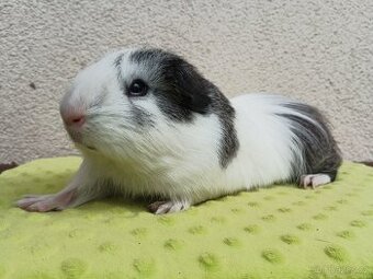 Cuy morče - samice Orbita