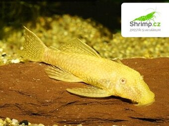 Ancistrus (Krunýřovec) zlatý
