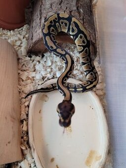 Krajta královská 1.0 Classic DH Clown Piebald