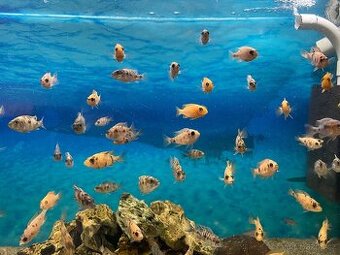 Darují Aulonocar fire fish a calico ob