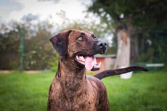 Louisianský leopardí pes s PP