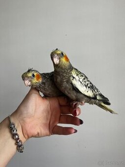 Korela, rucne dokrmena korela, krotka korela