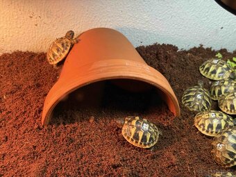 Suchozemská želva zelenavá