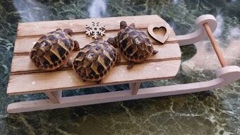 Suchozemská želva zelenavá