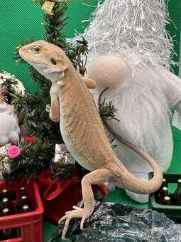 Agama Vousatá-Nejkrásnější mláďata sezóny