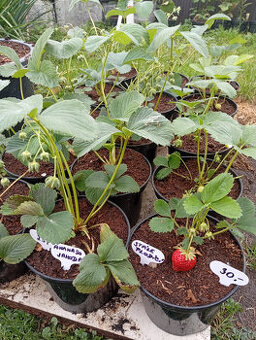 Jahodníky v květníku