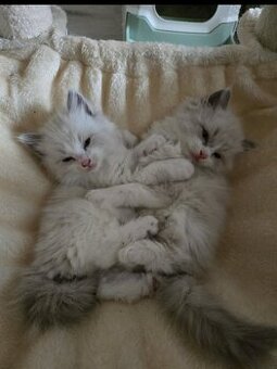 Ragdoll koťatka mačiatka