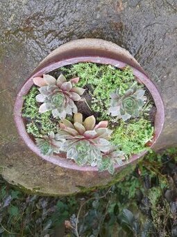 Keramická miska osazená sukulenty