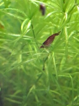 krevetky neocaridina