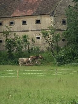 Sháním starší krávu k adopci na dožití.