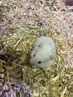 Křeček Syrský nar. 9.2.2026 samička.l