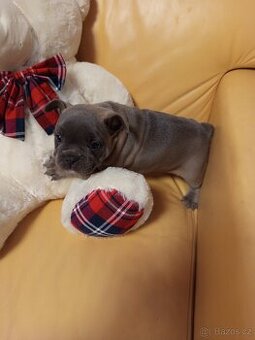 Francouzský buldoček