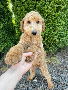 Goldendoodle