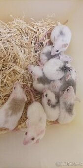Mastomyš