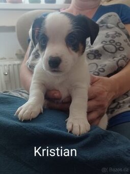 Jack Russel teriér