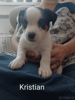 Jack Russel teriér