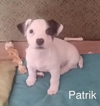 Jack Russel teriér