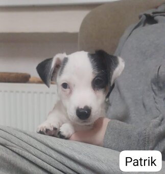 Jack Russel teriér