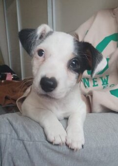 Jack Russel teriér
