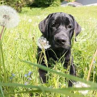 Labrador