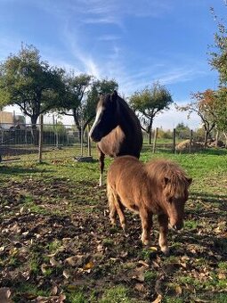 Prodám hřebečka mini shetland s PP