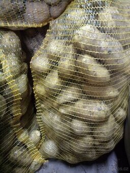 RANÉ BRAMBORY 15kč/kg