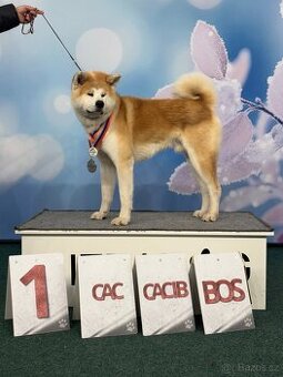 Pes ke krytí - Akita Inu