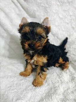 Jorkšírský teriér štěňata s PP