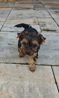 Jorkšírský teriér štěňata s PP