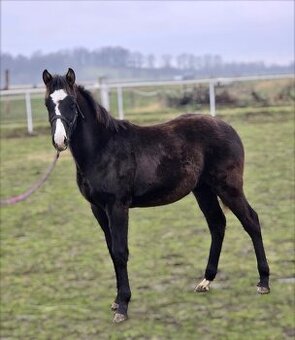 Poloviční American Paint Horse