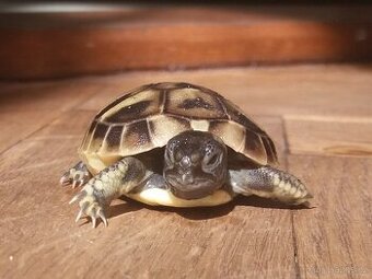 Suchozemská želva zelenavá mláďata