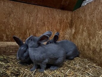 Prodám králíky samice na zapuštění