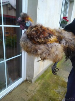 Kohouti Hedvábničky holokrčky a bílé velké vousaté