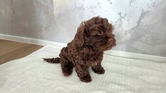 Ruská barevná bolonka - kluk s PP