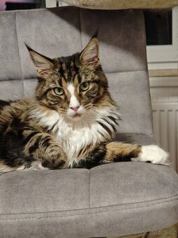 Mainská mývalí s Pp