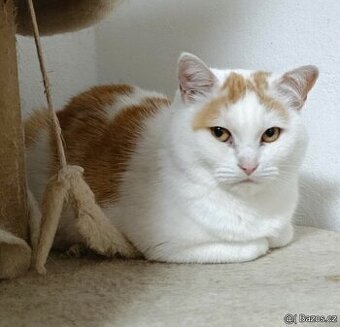 Kočička Růženka hledá nový domov