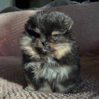Pomeranian boo