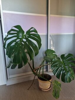Monstera