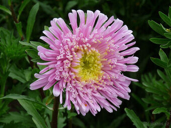 sazenice ASTER - - viz text a fota - 1
