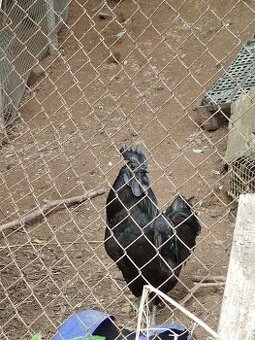 Ayam Cemani - 1