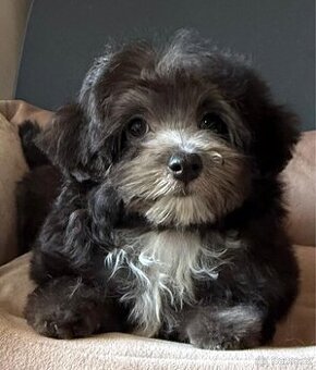 Maltipoo Silver, pejsek