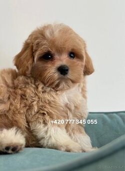 Maltipoo Caramel boy