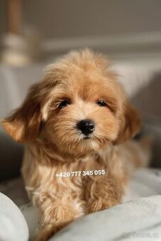Maltipoo Caramel boy 1200€