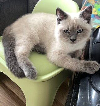 Koťátka Ragdoll bez PP