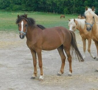 valach pony - 1