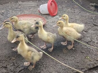 Káčata mixáčci ( pekingská x Saská)