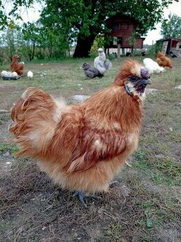 Kohout hedvábnička žlutá velká EU