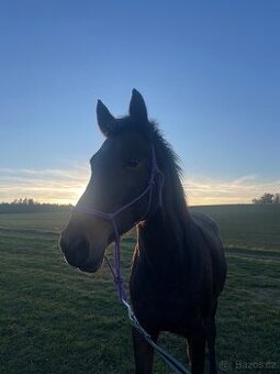 Prodám kobylu jako společníka nebo na rekreaci